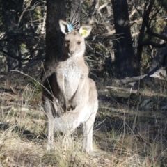 Macropus giganteus at Forde, ACT - 13 Jun 2022