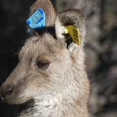 Macropus giganteus at Forde, ACT - 13 Jun 2022