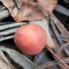 Leratiomcyes ceres (Red Woodchip Fungus) at Sullivans Creek, Lyneham South - 20 Jun 2022 by trevorpreston