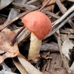 Leratiomyces ceres at Lyneham, ACT - 20 Jun 2022