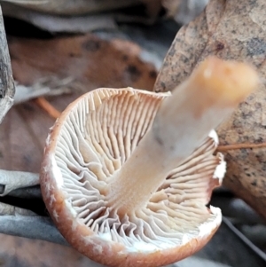 Leratiomyces ceres at Lyneham, ACT - 20 Jun 2022