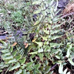 Pellaea viridis (Green Cliff Brake) at North Nowra, NSW - 20 Jun 2022 by plants