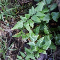 Pellaea viridis at North Nowra, NSW - 20 Jun 2022