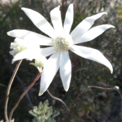 Actinotus helianthi (Flannel Flower) at Newnes Plateau, NSW - 13 Jun 2022 by RobParnell