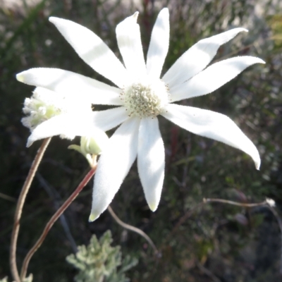 Actinotus helianthi (Flannel Flower) at Newnes Plateau, NSW - 13 Jun 2022 by RobParnell