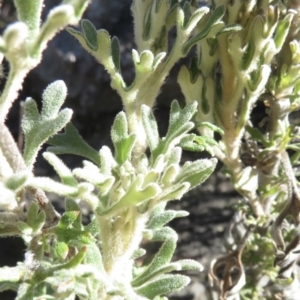 Actinotus helianthi at Newnes Plateau, NSW - suppressed