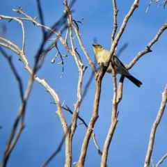 Ptilotula penicillata (White-plumed Honeyeater) at Gelston Park, NSW - 19 Jun 2022 by Darcy