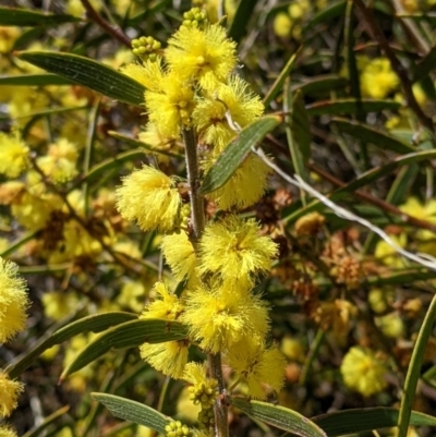 Acacia lanigera var. lanigera (Woolly Wattle, Hairy Wattle) at Gelston Park, NSW by Darcy