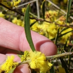 Acacia lanigera var. lanigera at Gelston Park, NSW - 20 Jun 2022