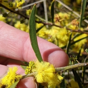 Acacia lanigera var. lanigera at suppressed - suppressed