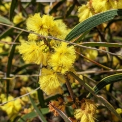 Acacia lanigera var. lanigera at suppressed - suppressed