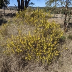 Acacia lanigera var. lanigera at suppressed - suppressed
