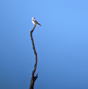 Elanus axillaris at Cookardinia, NSW - 20 Jun 2022