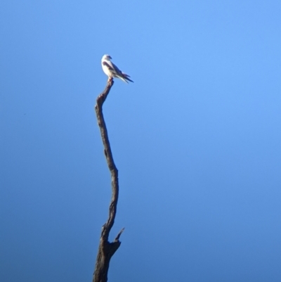 Elanus axillaris (Black-shouldered Kite) at Cookardinia, NSW - 20 Jun 2022 by Darcy