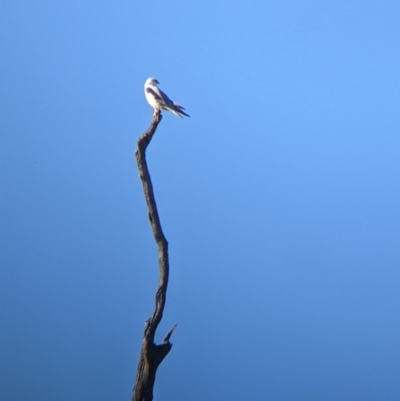 Elanus axillaris (Black-shouldered Kite) at Cookardinia, NSW - 20 Jun 2022 by Darcy