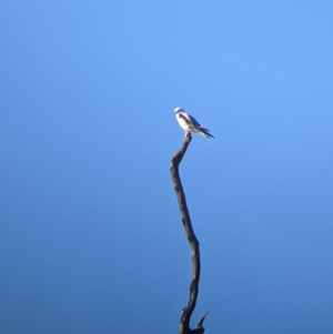 Elanus axillaris at Cookardinia, NSW - 20 Jun 2022