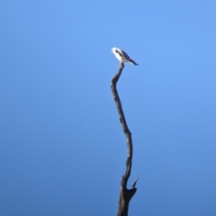 Elanus axillaris at Cookardinia, NSW - 20 Jun 2022