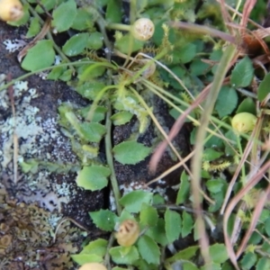 Lobelia pedunculata at Mongarlowe, NSW - suppressed