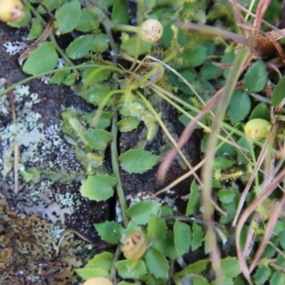 Lobelia pedunculata (Matted Pratia) at Mongarlowe River - 20 Jun 2022 by LisaH