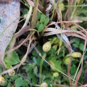 Lobelia pedunculata at Mongarlowe, NSW - suppressed