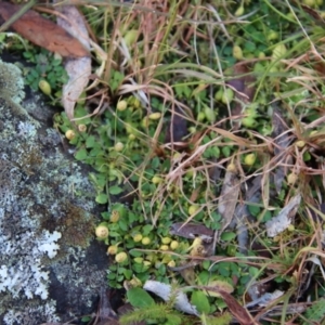 Lobelia pedunculata at Mongarlowe, NSW - suppressed