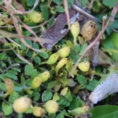 Lobelia pedunculata at Mongarlowe, NSW - suppressed