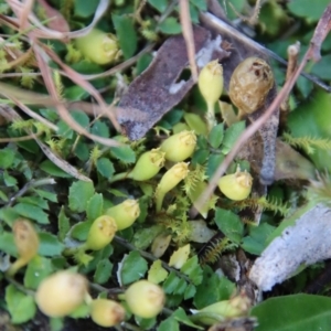 Lobelia pedunculata at Mongarlowe, NSW - suppressed