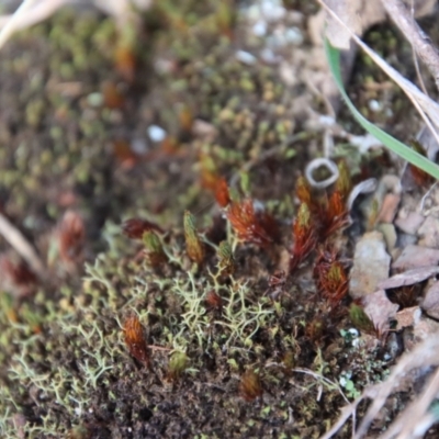 Bryaceae (Family) at Mongarlowe River - 20 Jun 2022 by LisaH