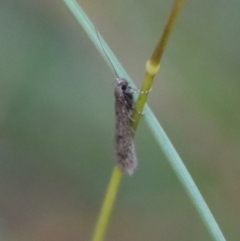 Oecophoridae (family) (Unidentified Oecophorid concealer moth) at QPRC LGA - 20 Jun 2022 by LisaH