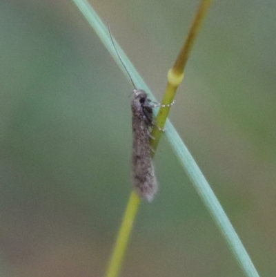 Oecophoridae (family) (Unidentified Oecophorid concealer moth) at Mongarlowe, NSW - 20 Jun 2022 by LisaH