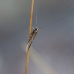 Oecophoridae (family) at Mongarlowe, NSW - 20 Jun 2022