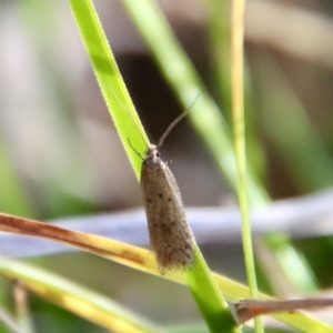 Oecophoridae (family) at Mongarlowe, NSW - 20 Jun 2022