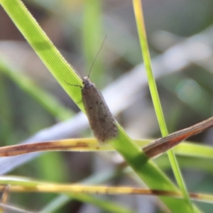 Oecophoridae (family) at Mongarlowe, NSW - 20 Jun 2022