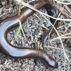 Hemiergis talbingoensis (Eastern Three-toed Earless Skink) at Yass River, NSW - 14 Jun 2022 by SenexRugosus