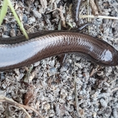 Hemiergis talbingoensis at Yass River, NSW - 14 Jun 2022 04:11 PM