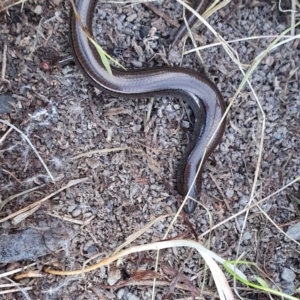 Hemiergis talbingoensis at Yass River, NSW - 14 Jun 2022 04:11 PM