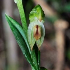 Bunochilus montanus (Montane Leafy Greenhood) at Tidbinbilla Nature Reserve - 20 Jun 2022 by DPRees125