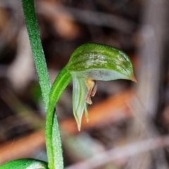 Bunochilus montanus (ACT) = Pterostylis jonesii (NSW) at Paddys River, ACT - 20 Jun 2022