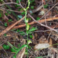 Bunochilus montanus (ACT) = Pterostylis jonesii (NSW) at Paddys River, ACT - 20 Jun 2022