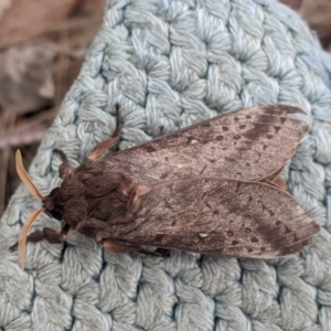 Oxycanus silvanus at Forde, ACT - 7 Jun 2022 12:56 PM