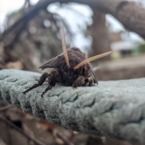 Oxycanus silvanus at Forde, ACT - 7 Jun 2022 12:56 PM