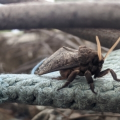 Oxycanus silvanus at Forde, ACT - 7 Jun 2022