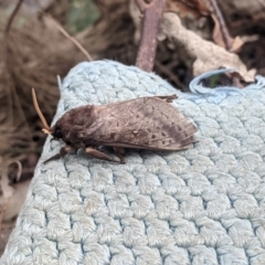 Oxycanus silvanus at Forde, ACT - 7 Jun 2022 12:56 PM