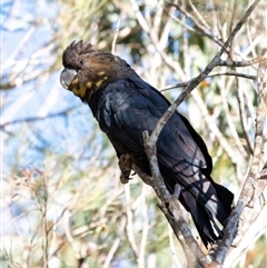 Calyptorhynchus lathami lathami (Glossy Black-Cockatoo) at Wingello - 18 Jun 2022 by Aussiegall