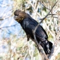 Calyptorhynchus lathami at Wingello, NSW - 18 Jun 2022