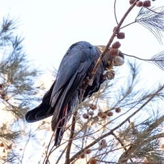 Calyptorhynchus lathami lathami at Wingello, NSW - suppressed