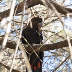 Calyptorhynchus lathami at Wingello, NSW - 18 Jun 2022