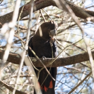 Calyptorhynchus lathami at Wingello, NSW - 18 Jun 2022