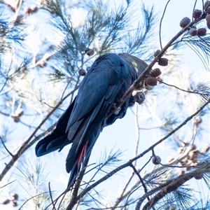 Calyptorhynchus lathami lathami at Wingello, NSW - suppressed
