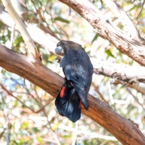 Calyptorhynchus lathami lathami at Wingello, NSW - 18 Jun 2022